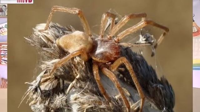 Антошкины_истории_Странствующий_паук смотреть онлайн