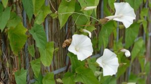 Калистегия — посадка и уход, описание