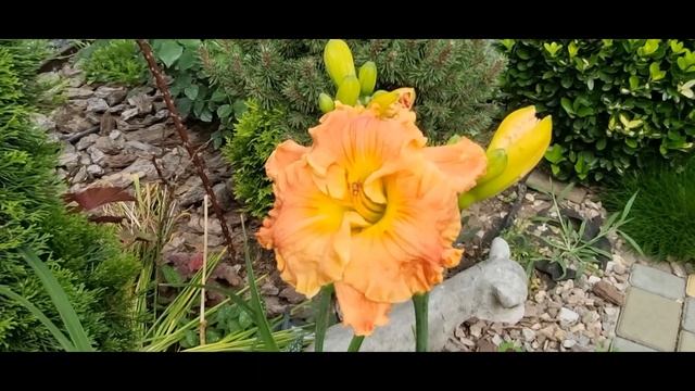 Лилейники в нашем саду. смотреть онлайн