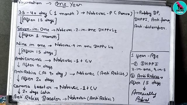 dog vaccination schedule in hindi || puppy vaccination || rabies vaccine for dog || THE PET VISION смотреть онлайн