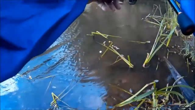 L.Baits и радужная крупная форель. смотреть онлайн