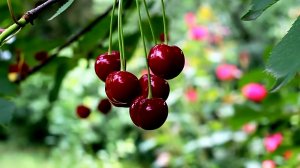 ПОСПЕЛИ ВИШНИ В САДУ У ДЯДИ ВАНИ