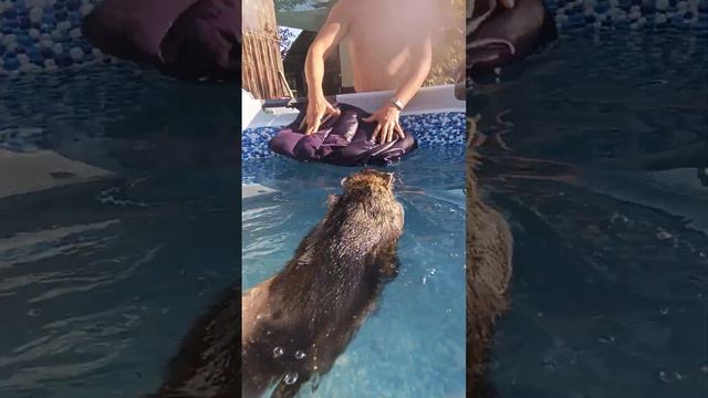 Любимые плавают #ямыилюша #raccoon #помощьбездомнымживотным #анапа #reels #море #love смотреть онлайн