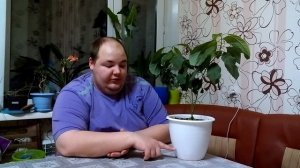 Авокадо из косточки уход и особенности выращивания