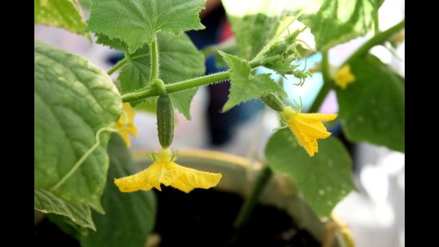 Рисование Мультяшных Персонажей