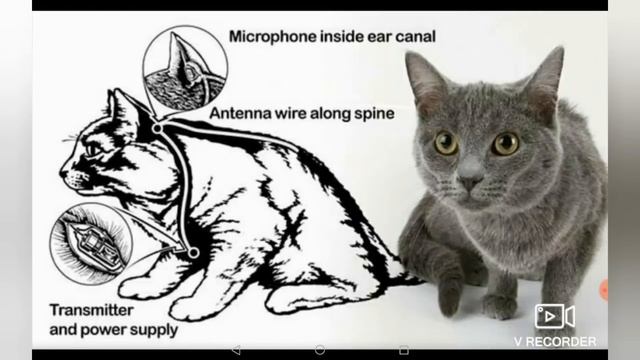 Влияние котов на развитие науки смотреть онлайн