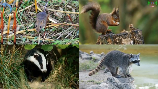 Learn Animal Name And Sounds | Animal Sounds For Children (50 Amazing Animals)