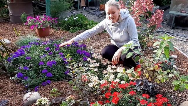 Сад цветов в октябре в Сибири. Обзор красивых цветов от Ани смотреть онлайн