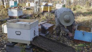 Последние работы на пасеке