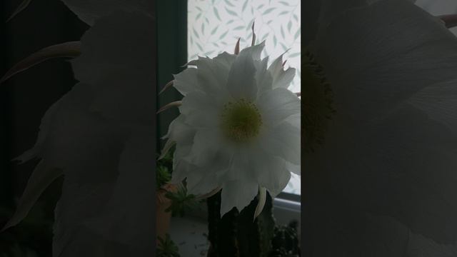 Цветёт один день. смотреть онлайн