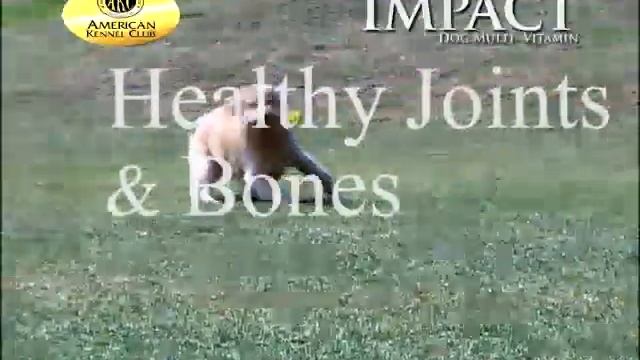 Impact Dog Multi-Vitamin смотреть онлайн
