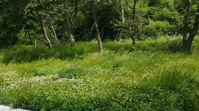 10.06.21.Как было, до покоса.Покос травы. +79241232444 Стороженко Владимир смотреть онлайн