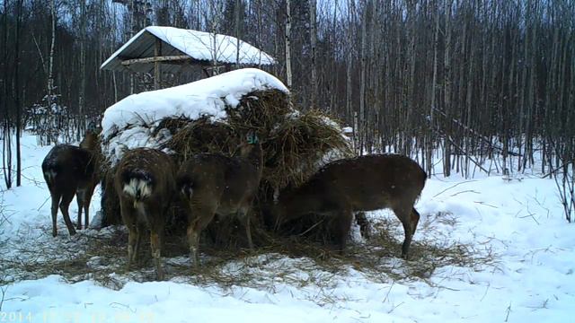 Пятнистые олени смотреть онлайн
