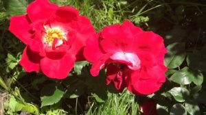 Роза парковая Квадра