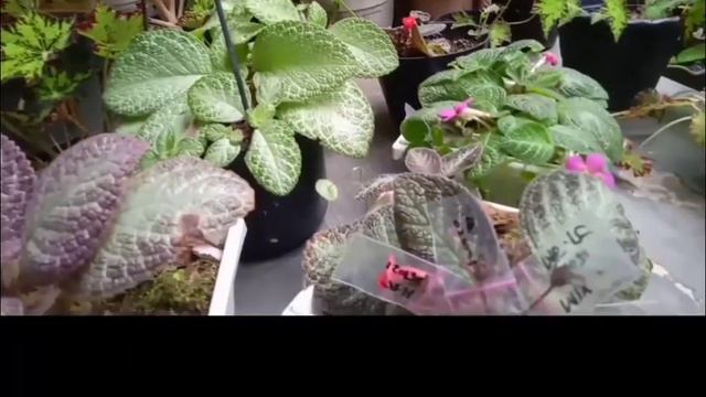Time to breeding ( episcia Jim's velvet star, karlyn, dkk) смотреть онлайн