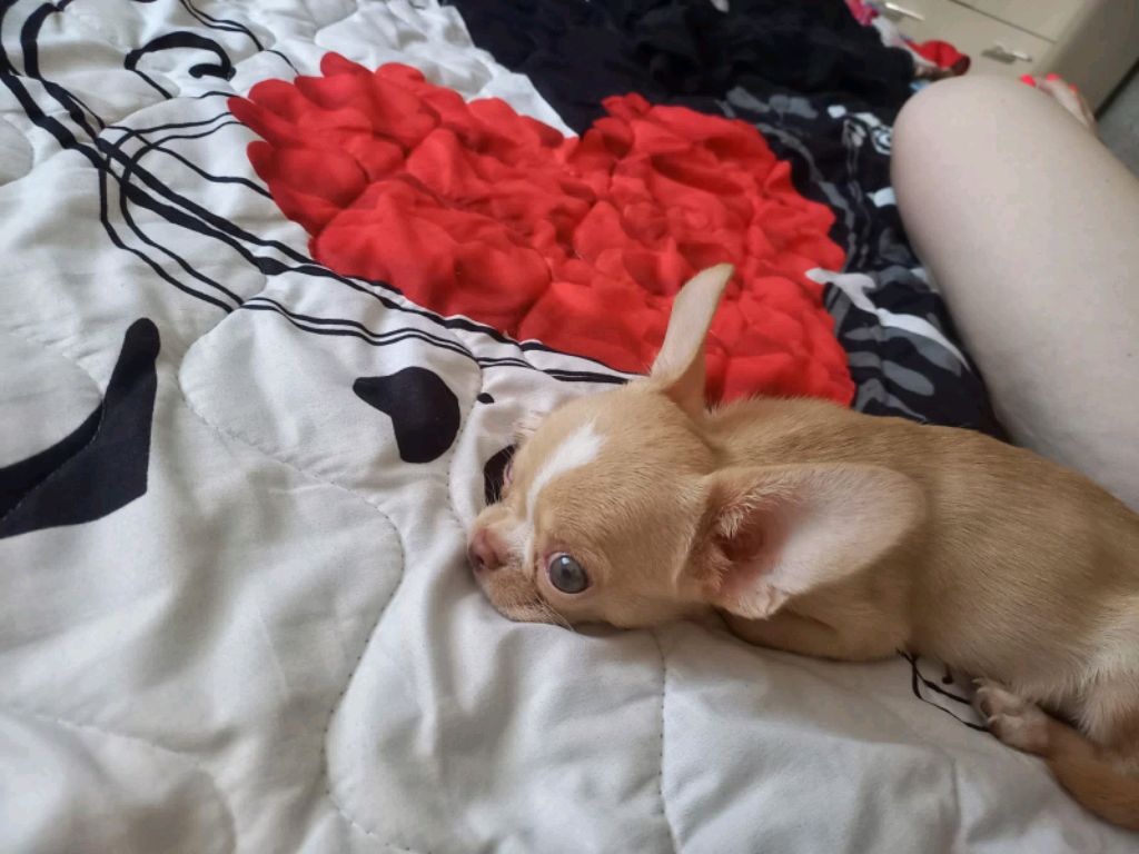 чарлик🩷🩷🩷🩵🩵🩵🩵🩵