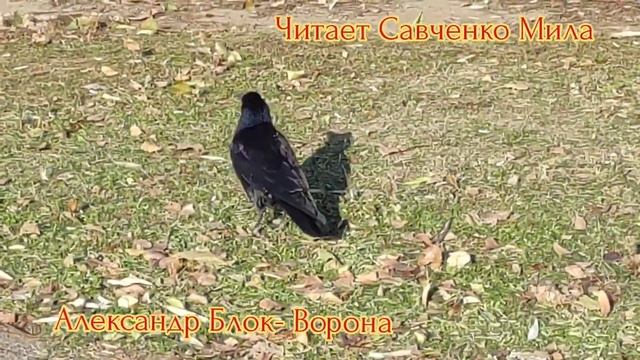Александр Блок- Ворона читает Савченко Мила смотреть онлайн