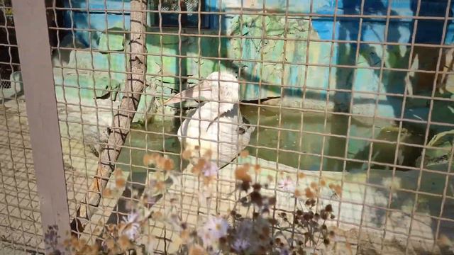 Что же изменилось в зоопарке или прогулка в последний погожий день сентября. смотреть онлайн