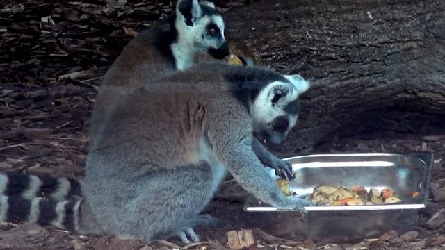 Lemur Katta Lemur Catta смотреть онлайн