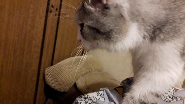 Котяка-Топотяка, Тимоша развлекается! смотреть онлайн