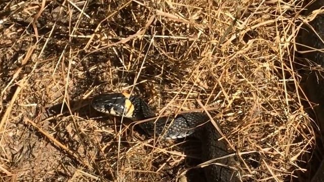 Серый гусь 1 месяц и дачный уж. смотреть онлайн