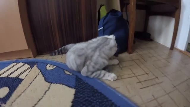 ? Игра в Кошки - Мышки ? Смешной и Милый Котенок Хлоя играет с мышкой смотреть онлайн