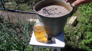 Дела Огородные! Йод и Настой Золы -Спасение Огурцов  от разных Болезней отличная подкормка !