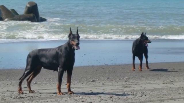 The Doberman Family 【European Doberman】 ドーベルマン親子の日常