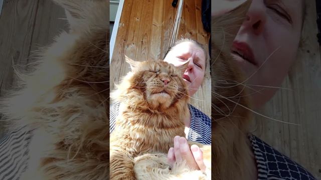 Мейн кун. Кот Джокер. Поем от души. смотреть онлайн