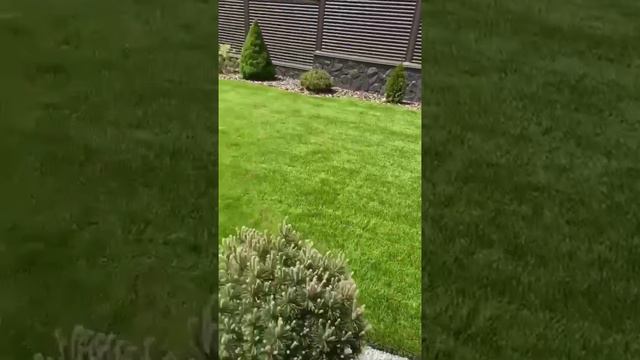 #Газон #двор #деревья #дача #дом #сад #Лето #отдых