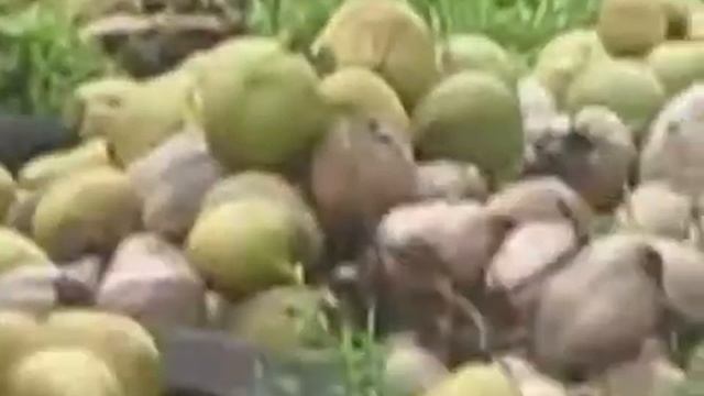 Обезьяны собирают кокосы смотреть онлайн