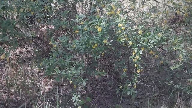 Весенний лес прогулка-релакс