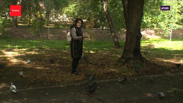 В Центральном парке белка родила бельчат смотреть онлайн