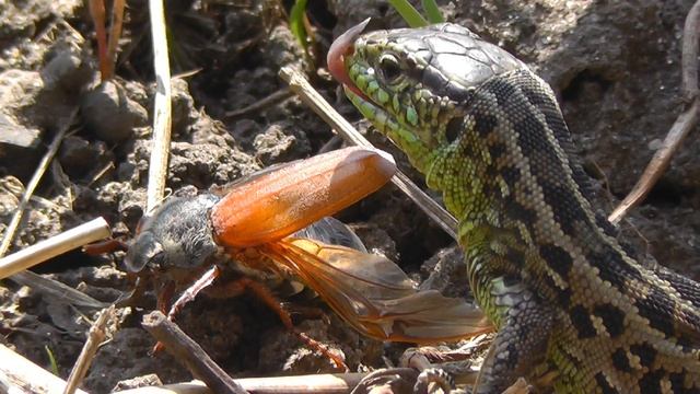 Ящерица поймала майского жука ▶ Смотрите что будет делать Lizard ящерица прыткая смотреть онлайн