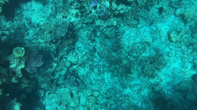 Красоты Красного моря. Заповедник Рас-Мухаммед смотреть онлайн