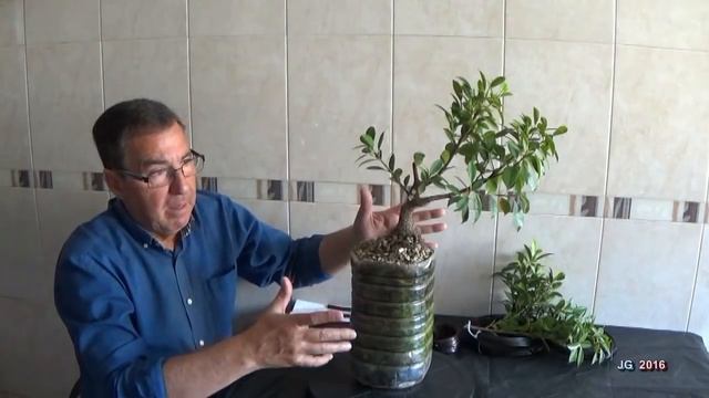 FICUS RETUSA Tiger bark Estilo Ne Agari Raíces expuestas 2ª parte Técnicas de creación y cultivo смотреть онлайн