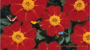 Бархатцы отклоненный Ред ? отклоненный бархатцы Ред обзор: как сажать, семена бархатцев Ред