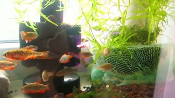 Микрорасбора Галактика Danio margaritatus