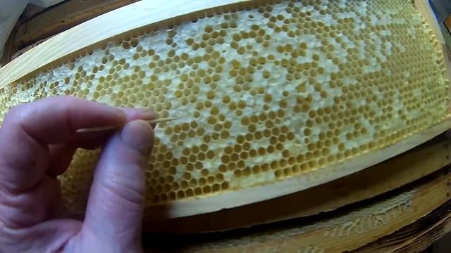 Пчёлы печатают пустые рамки. смотреть онлайн