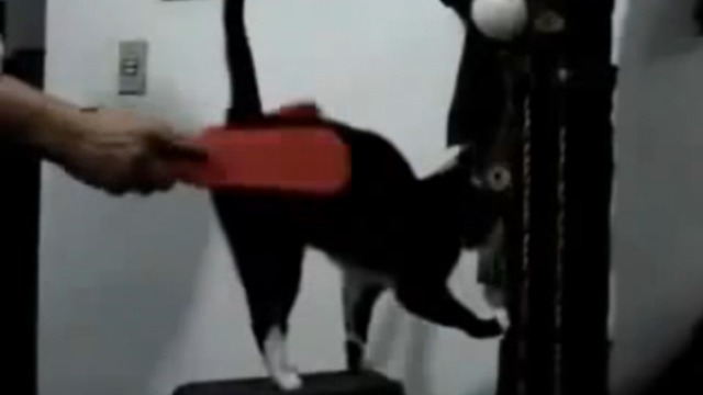 Садомазо кот смотреть онлайн