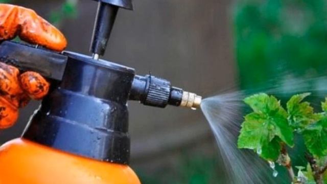 Чем опрыскать смородину чтобы навсегда забыть о вредителях и сделать растение более крепким