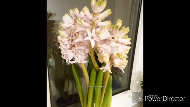 жил-был Гиоцынт #Hyacinthus