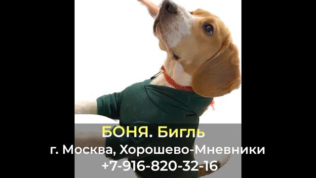 Пропала собака! БОНЯ г. Москва , Хорошево-Мневники смотреть онлайн