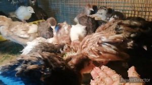 Каша-мешанка для цыплят и индюшат. Индоутятки.