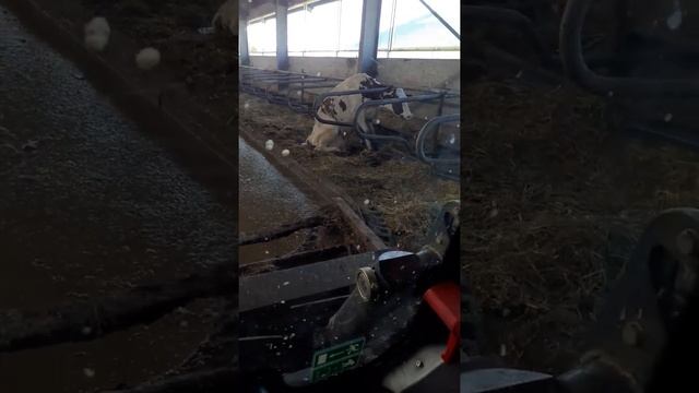 Полумертвые коровы фермы эконива,маслянино,НСО, и это молочко мы пьём, доят аж 4 раза в день, на хи смотреть онлайн