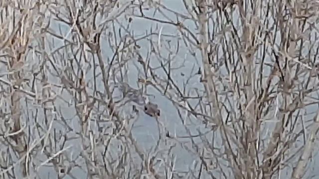 БОБЁР - "АЛЛИГАТОР" НА ВОЛГЕ / УВИДЕЛ ОГРОМНОГО БОБРА / ПРИРОДА / ВЕСНА / ВОЛГА / ДИКОЕ ЖИВОТНОЕ / смотреть онлайн