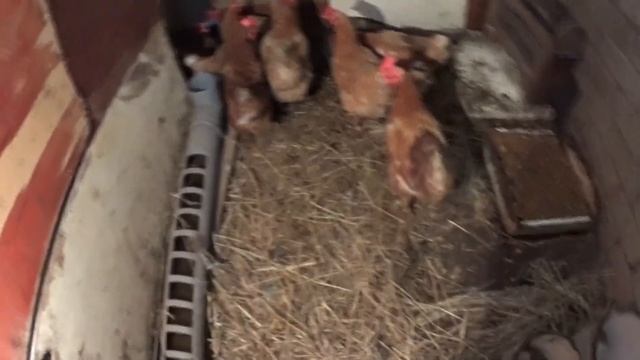 Простой курятник в гараже. Переделка гаража под кур несушек.