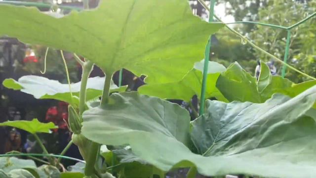 Vlog Updates On Sugar Baby Watermelon, Minnesota Midget Cantaloupe, Butternut Squash And More!