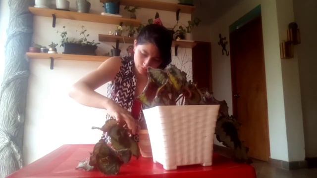 begonia Rex, cuidados y reproducción fácil y efectiva. #plantas #cuidadodeplantas #begoniarex смотреть онлайн