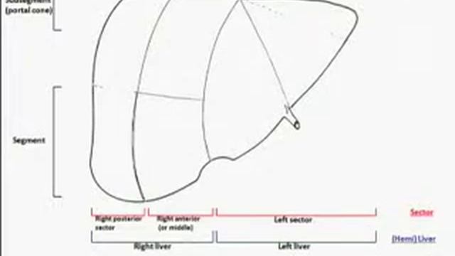 Anatomie du foie : Couinaud et post Couinaud смотреть онлайн